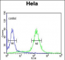 MPST Antibody (N-term)